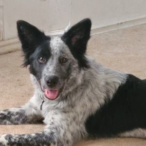 Meet your Posher, Doug